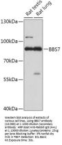 BBS7 Antibody