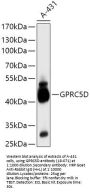 GPRC5D Antibody