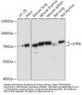 UTP6 Antibody