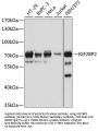IGF2BP2 Antibody