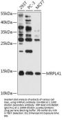 MRPL41 Antibody