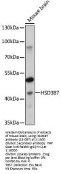 HSD3B7 Antibody