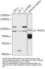 PUS7L Antibody