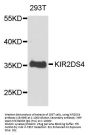 KIR2DS4 Antibody