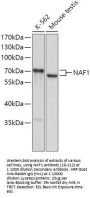 NAF1 Antibody