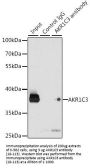 AKR1C3 Antibody