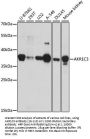 AKR1C3 Antibody