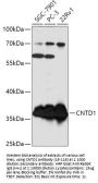 CNTD1 Antibody
