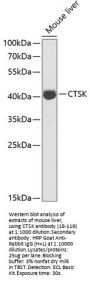 CTSK Antibody