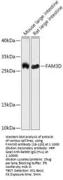 FAM3D Antibody