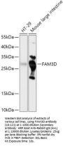FAM3D Antibody