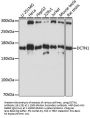 DCTN1 Antibody