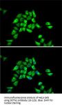 DCTN1 Antibody