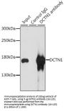 DCTN1 Antibody