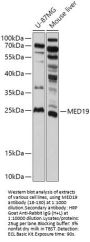 MED19 Antibody