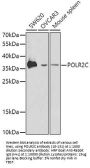 POLR2C Antibody