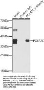 POLR2C Antibody
