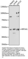 EEF1A1 Antibody