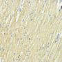 EEF1A1 Antibody
