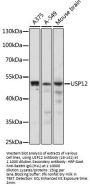USP12 Antibody