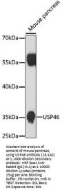 USP46 Antibody