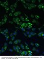 USP46 Antibody