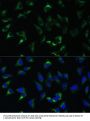 USP46 Antibody