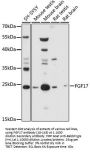 FGF17 Antibody