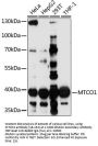 MTCO1 Antibody