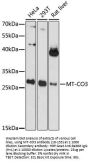 MT-CO3 Antibody