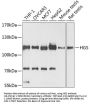 HGS Antibody
