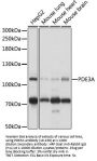 PDE3A Antibody