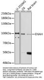 ENAH Antibody