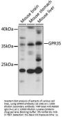 GPR35 Antibody