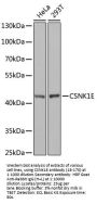 CSNK1E Antibody, KO Validated