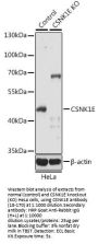 CSNK1E Antibody, KO Validated