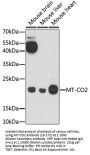 MT-CO2 Antibody