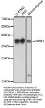NPM1 Antibody
