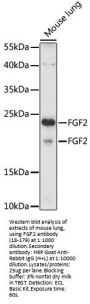 FGF2 Antibody