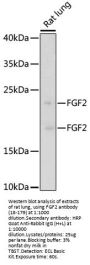 FGF2 Antibody