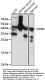 ORM1 Antibody
