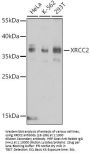 XRCC2 Antibody
