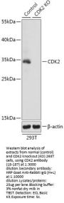 CDK2 Antibody, KO Validated