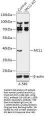 MCL1 Antibody, KO Validated
