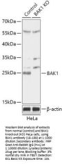 BAK1 Antibody, KO Validated