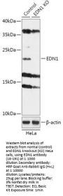 EDN1 Antibody, KO Validated