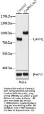 CAPN1 Antibody, KO Validated