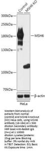 MSH6 Antibody, KO Validated