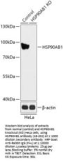 HSP90AB1 Antibody, KO Validated