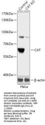 CAT Antibody, KO Validated